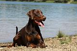 DOBERMANN 1155